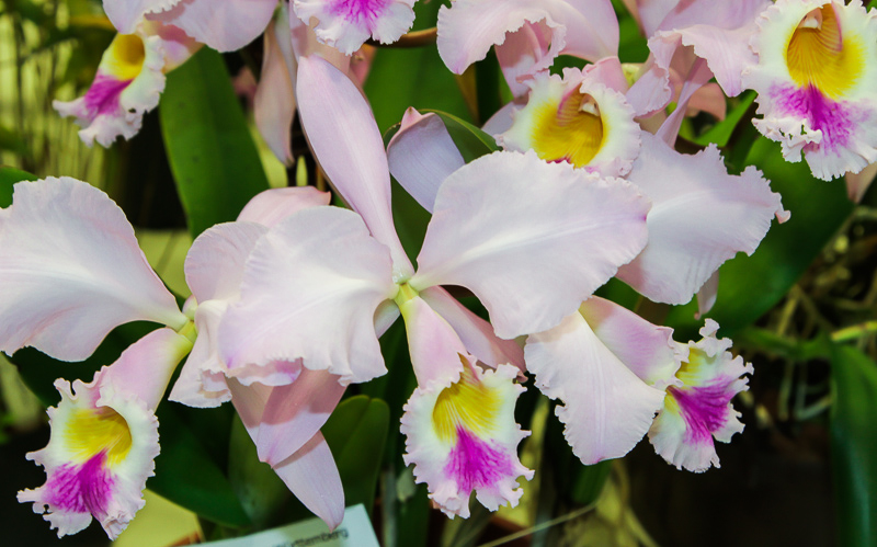 Cattleya gaskelliana var. rosea