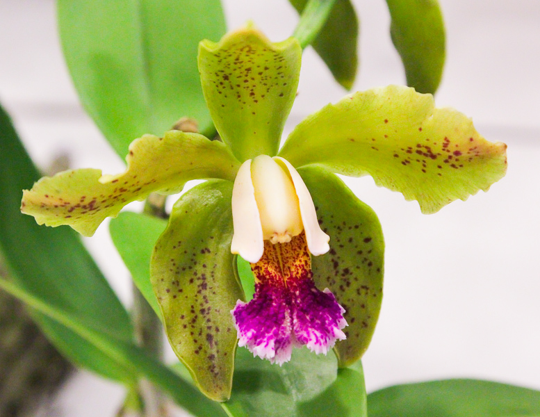 Cattleya granulosa