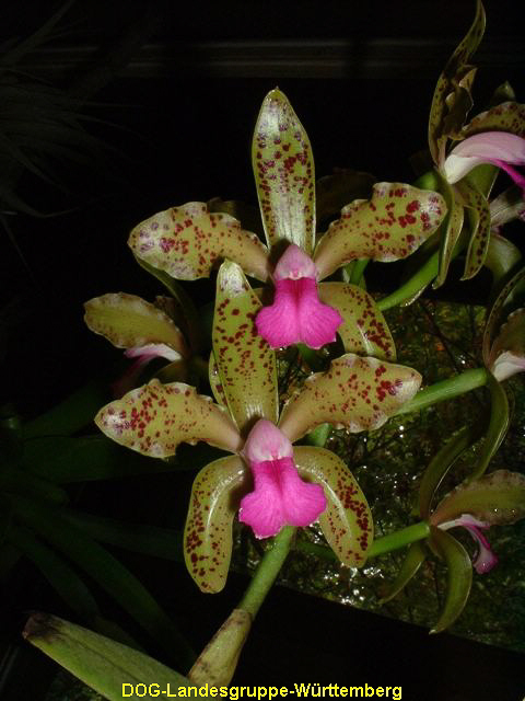 Cattleya guttata