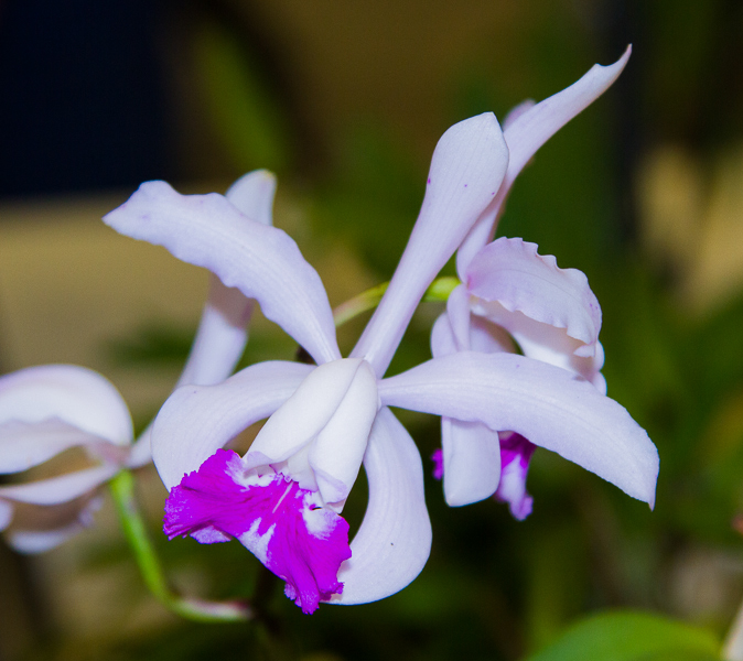 Cattleya intermedia flamea