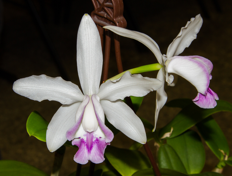 Cattleya intermedia var coerulea aquinii x selbst