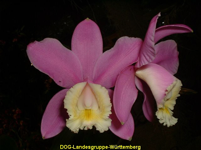 Cattleya loddigesii