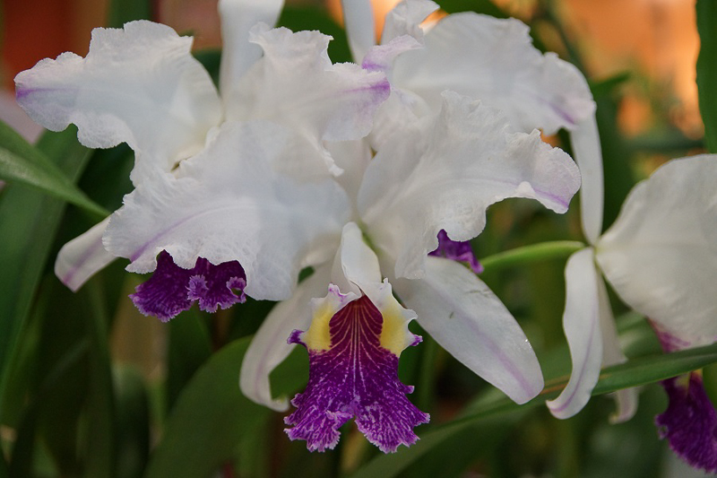 Cattleya lueddemaniana Cero Verde