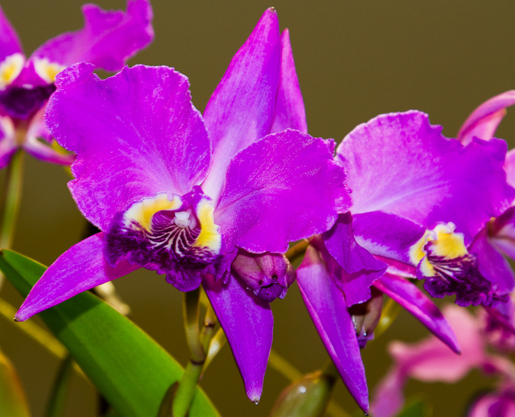 Cattleya lueddemanniana 02