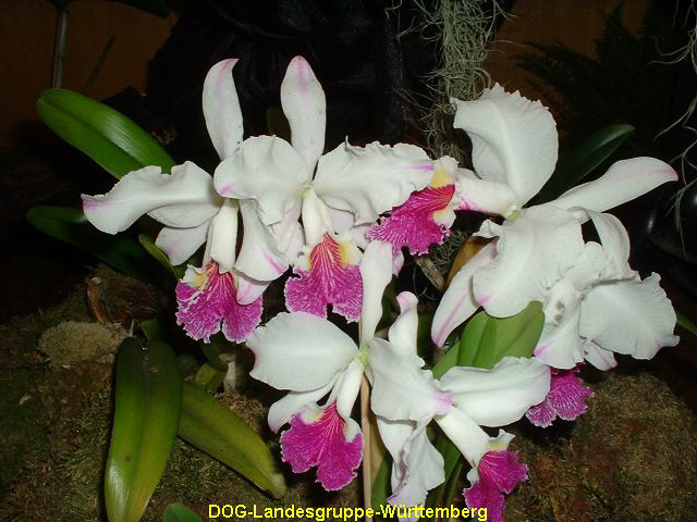 Cattleya lueddemanniana var semi alba cerro verde