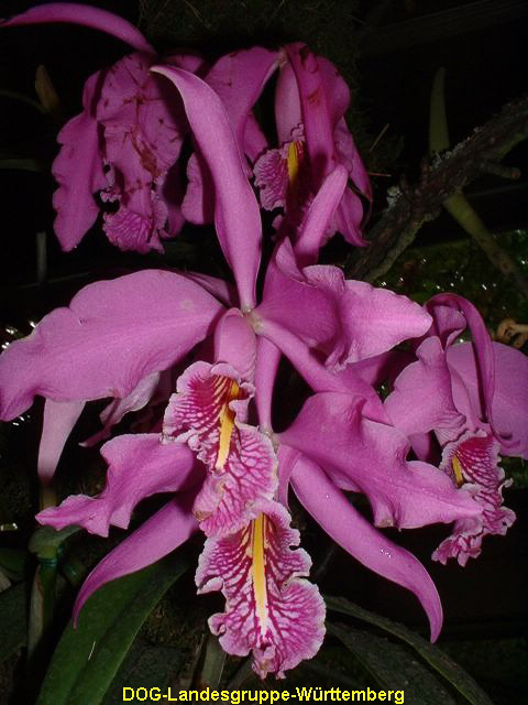 Cattleya maxima