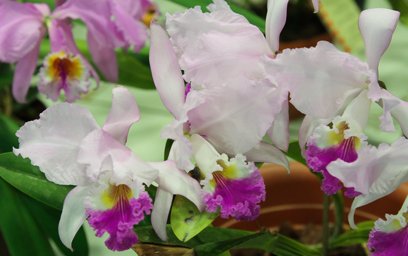 Cattleya mendelii