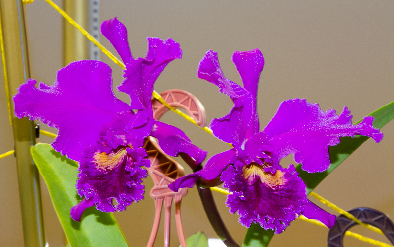 Cattleya mossiae var rubra