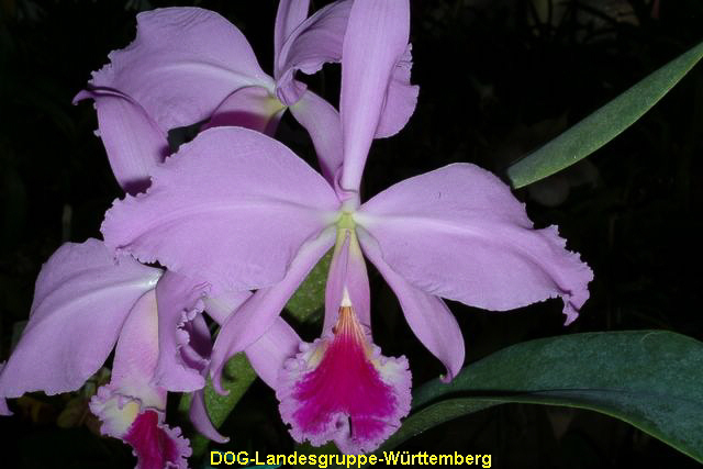 Cattleya percivaliana