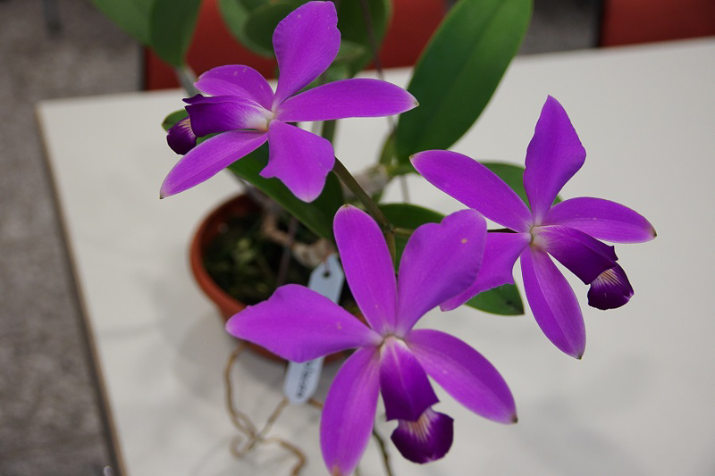 Cattleya violacea