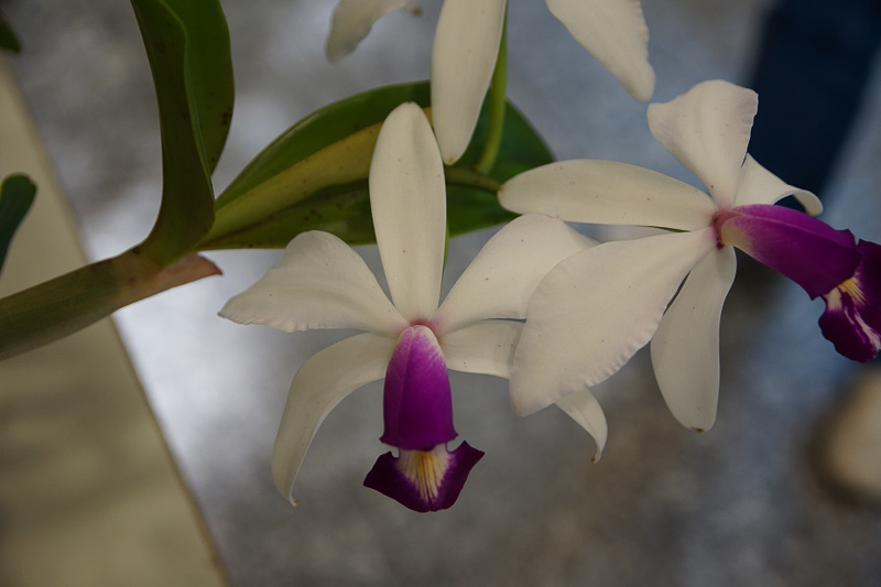 Cattleya violacea semialba