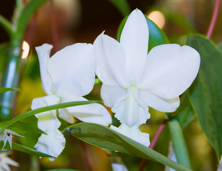 Cattleya walkeriana var alba