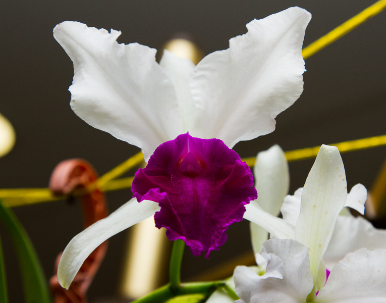 Cattleya warscewiczii semi alba Bedford