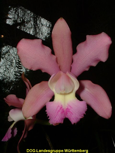 Cattleya wilsoniana