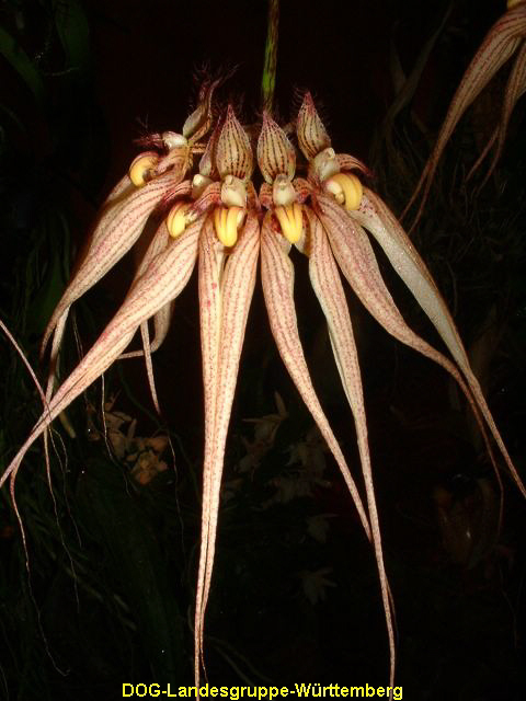 Cirrhopetalum Louis Sander