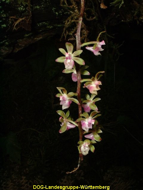 Cleisostoma crochetii