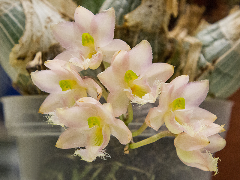 Clowesia rosea 'Rebecca Northen'