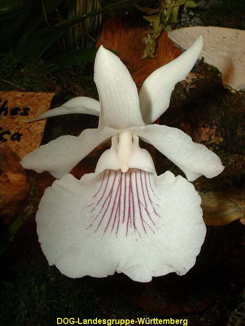 Cochleanthes amazonica 01