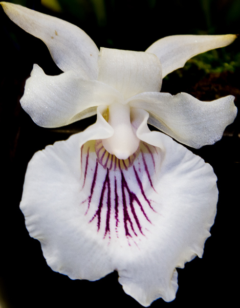 Cochleanthes amazonica 02