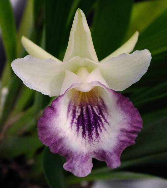 Cochleanthes marginata