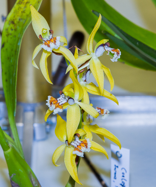 Coelogyne brachyptera