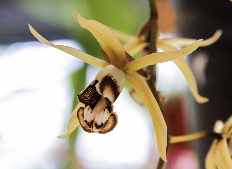 Coelogyne dayana