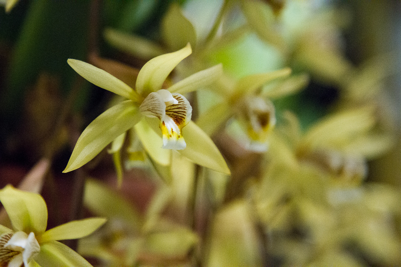 Coelogyne flaccida