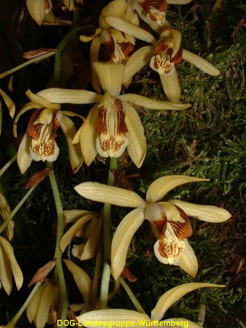 Coelogyne massangeana 01