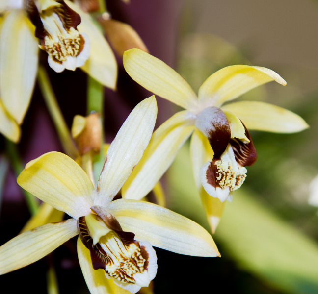 Coelogyne massangeana 02