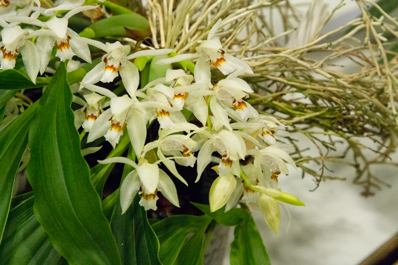 Coelogyne sparsa