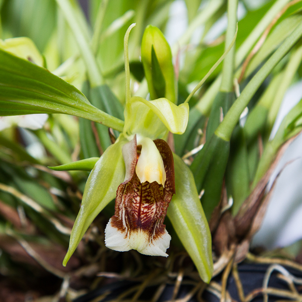 Coelogyne speciosa