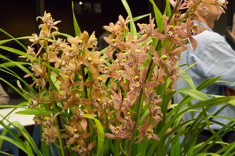 Cymbidium canaliculatum