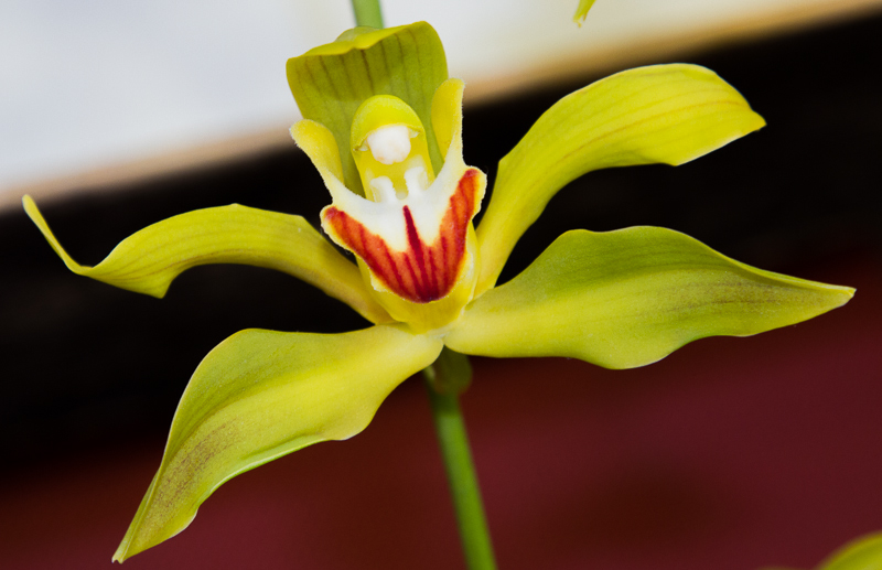 Cymbidium lowianum