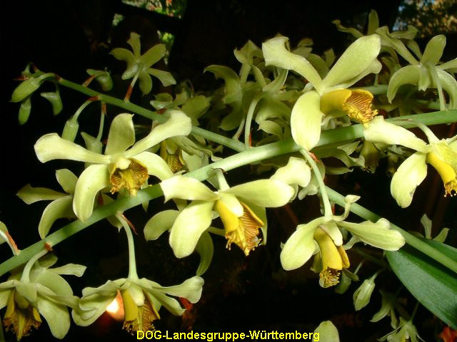 Dendrobium venustum