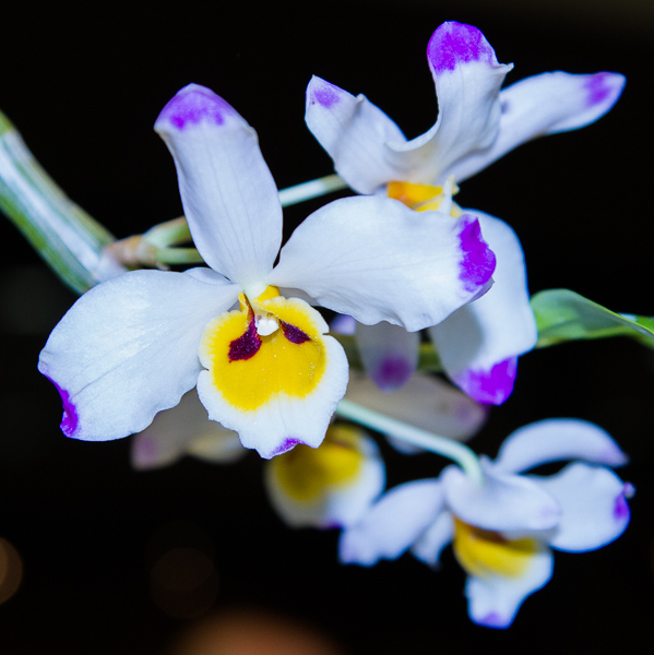 Dendrobium wardianum