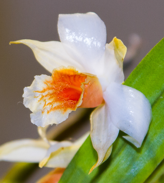 Dendrobium williamsonii