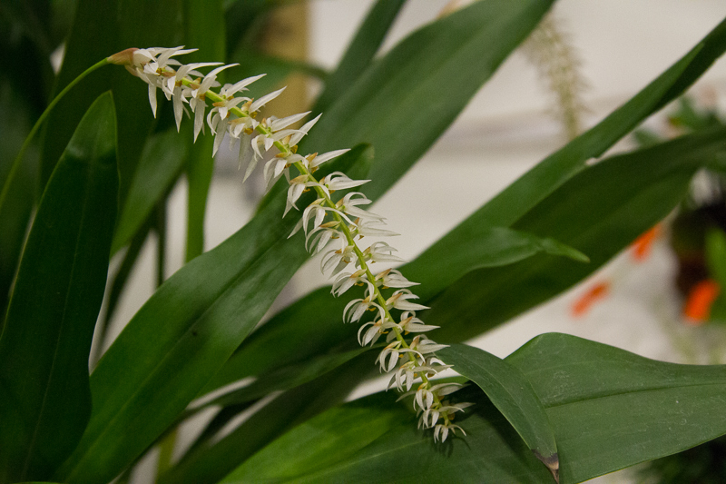 Dendrochilum glumaceum