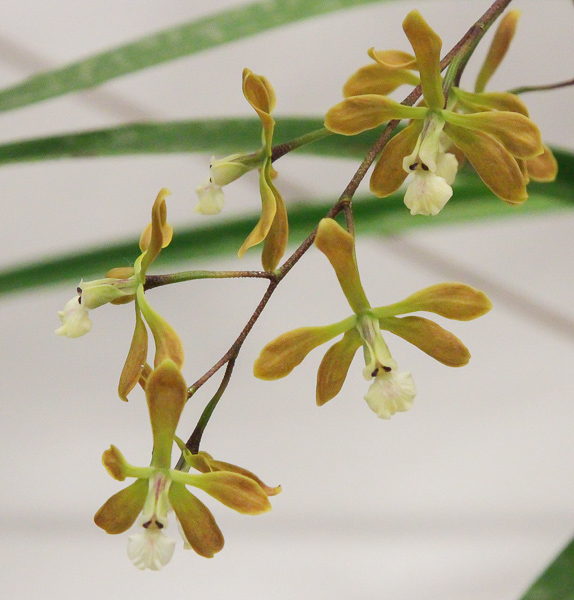 Encyclia leucantha