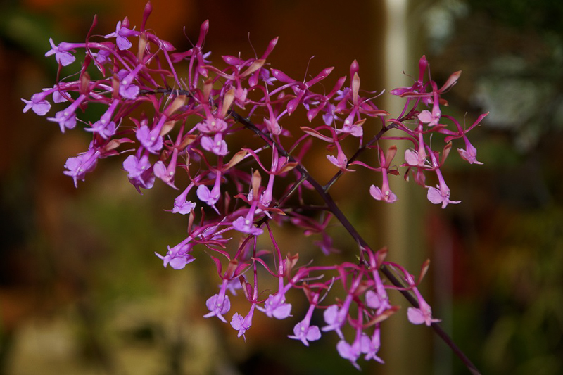 Epidendrum capri-cornum