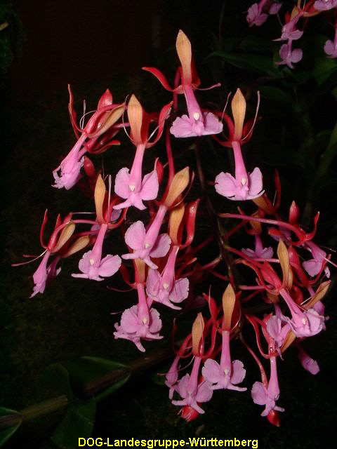 Epidendrum capricoru