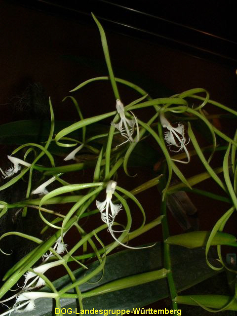 Epidendrum ciliare 01