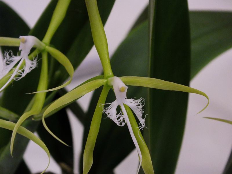 Epidendrum ciliare 02