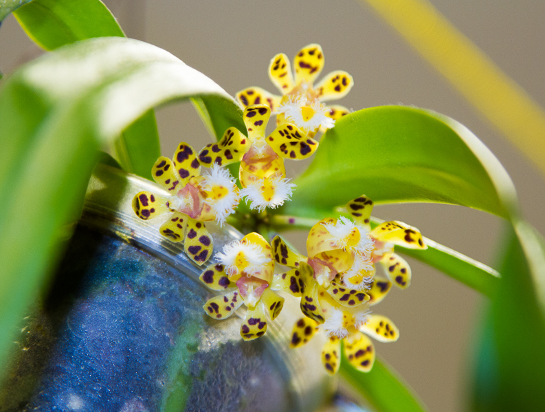 Gastrochilus spec