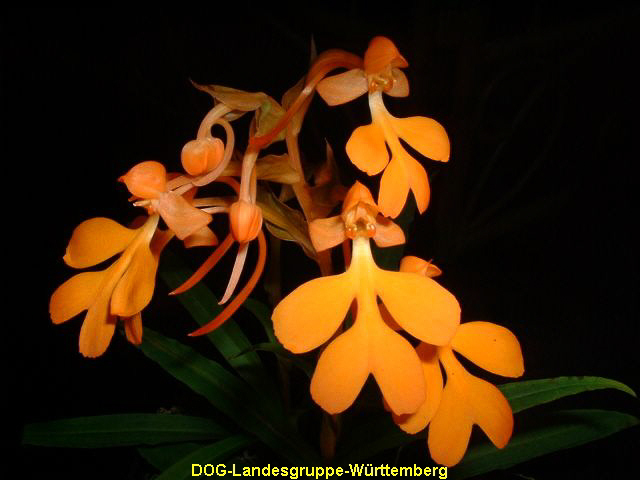 Habaneria rodocheila