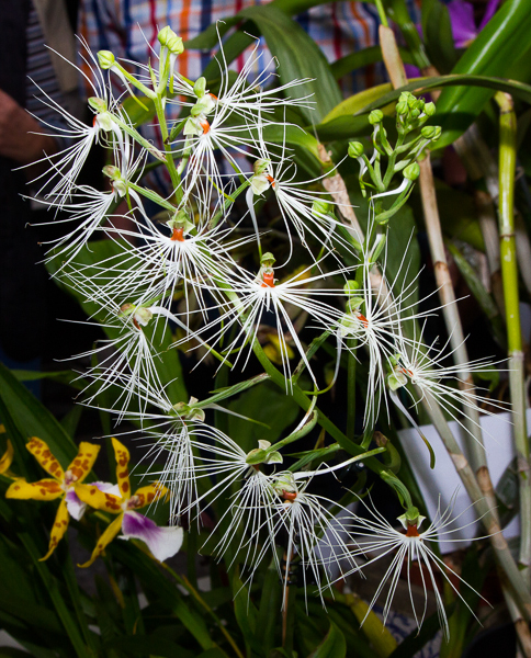 Habenaria medusae