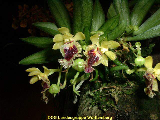 Haraella odorata
