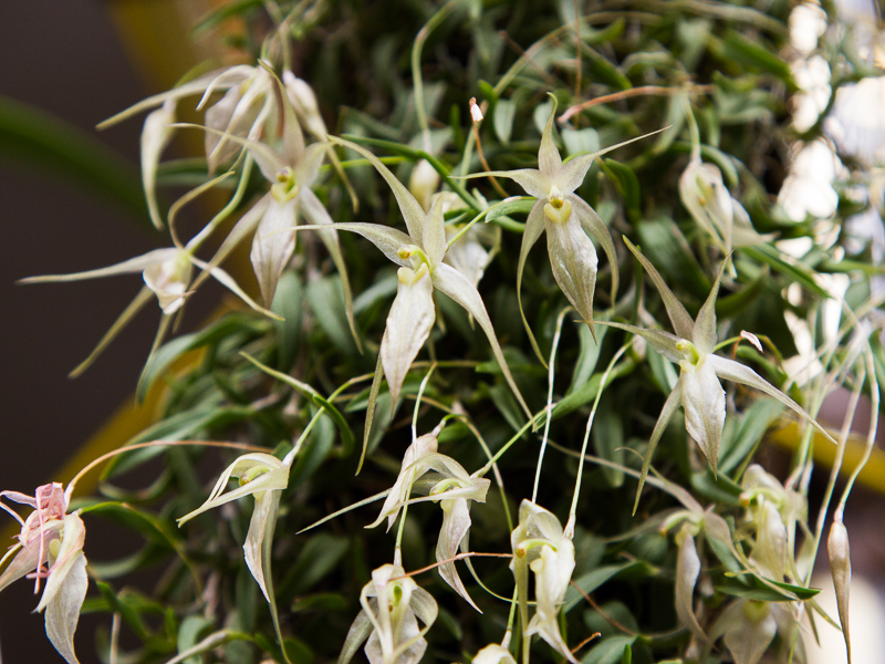 Homalopetalum pumilio