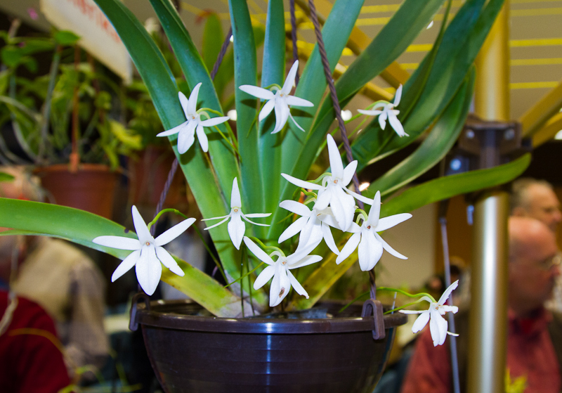 Jumellea sagittata 01