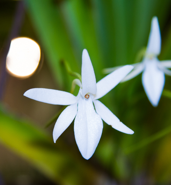 Jumellea sagittata 02
