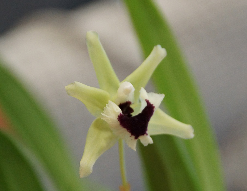 Kefersteinia vasqurzii
